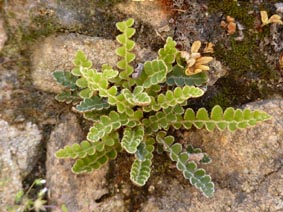 Ceterach officinarum